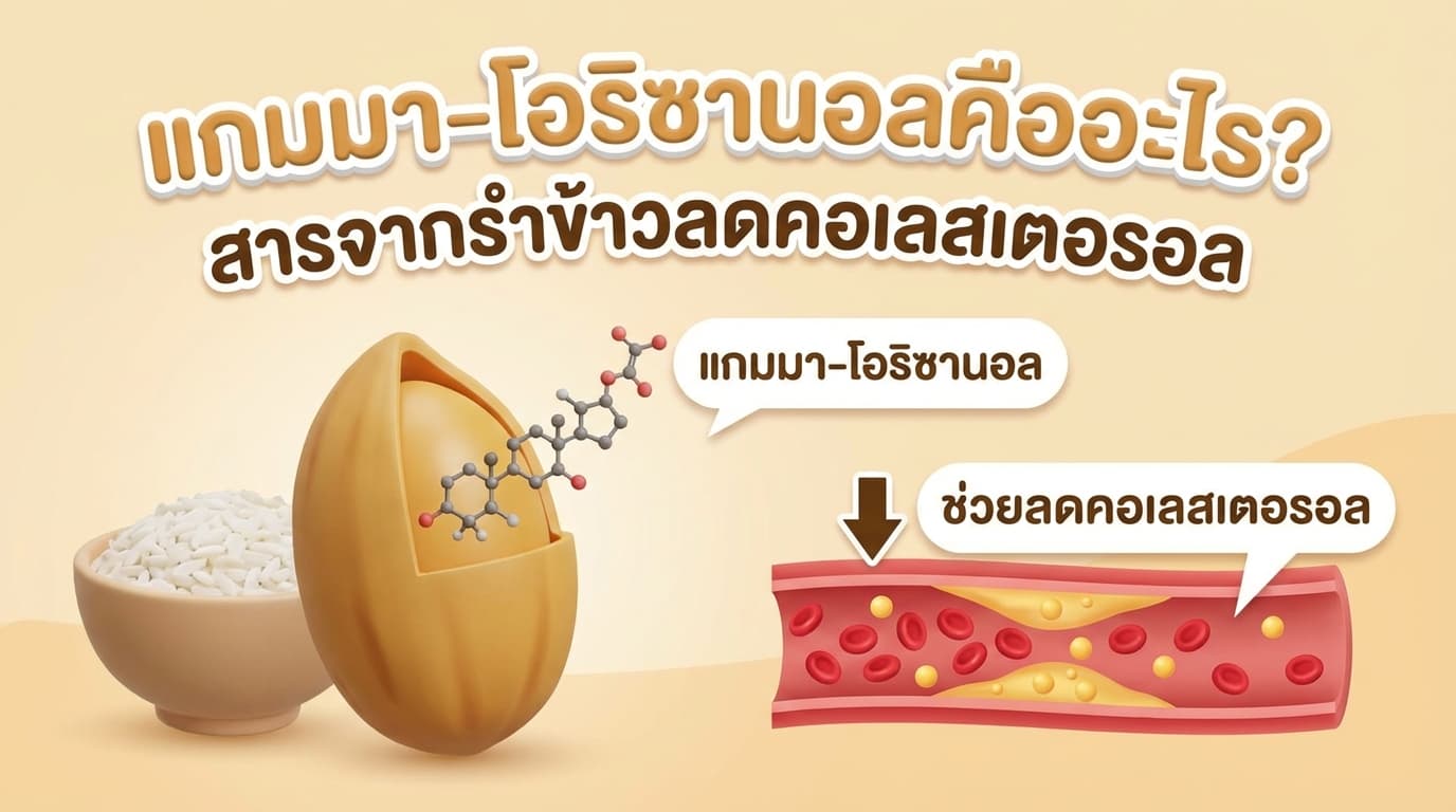 Gamma-Oryzanol คืออะไร — สารจากรำข้าวที่ช่วยลดคอเลสเตอรอลได้จริง